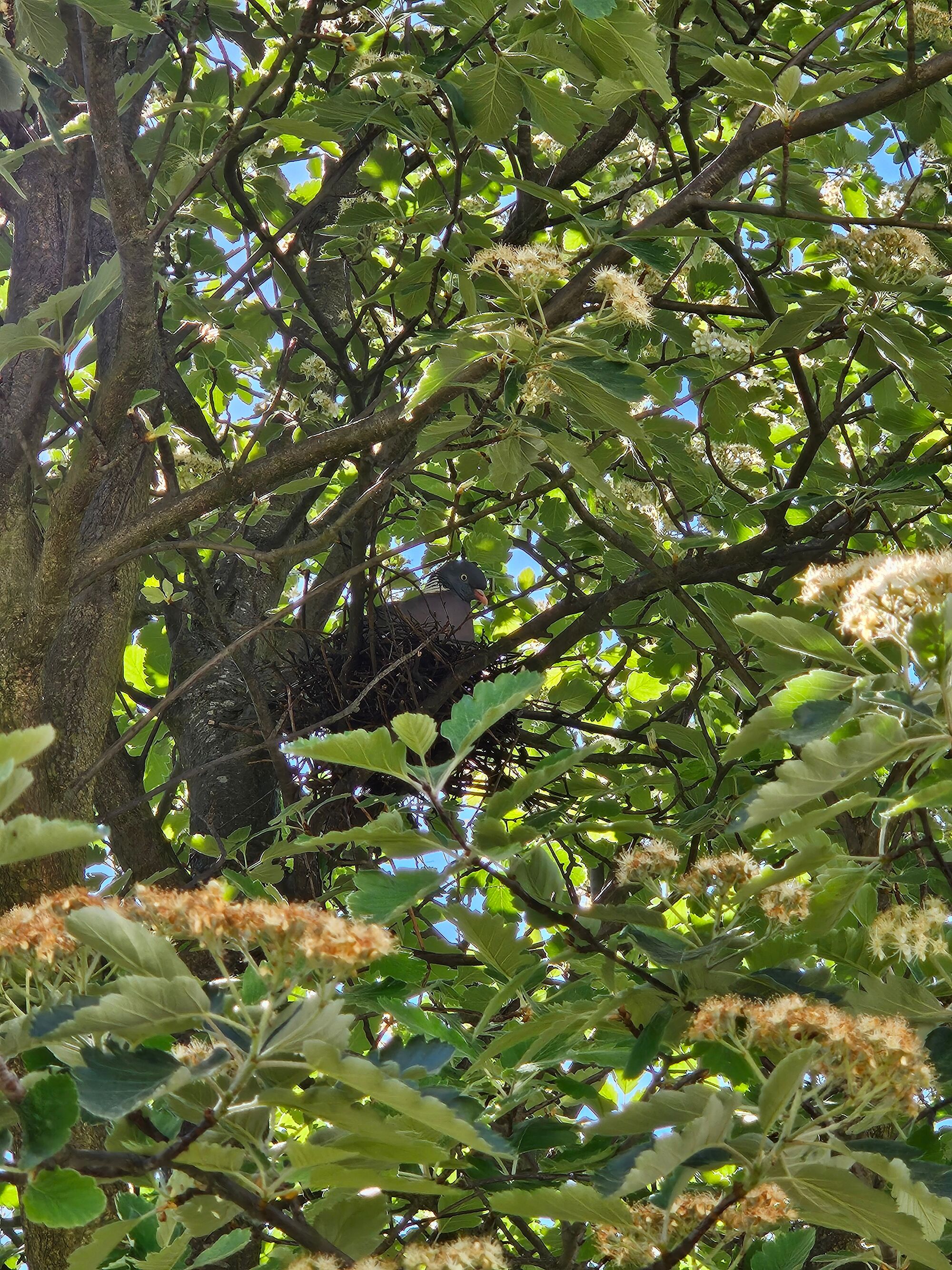 © SEB Leipzig Eine Taube sitzt in einem Nest im Baum bei den Hochbeeten.