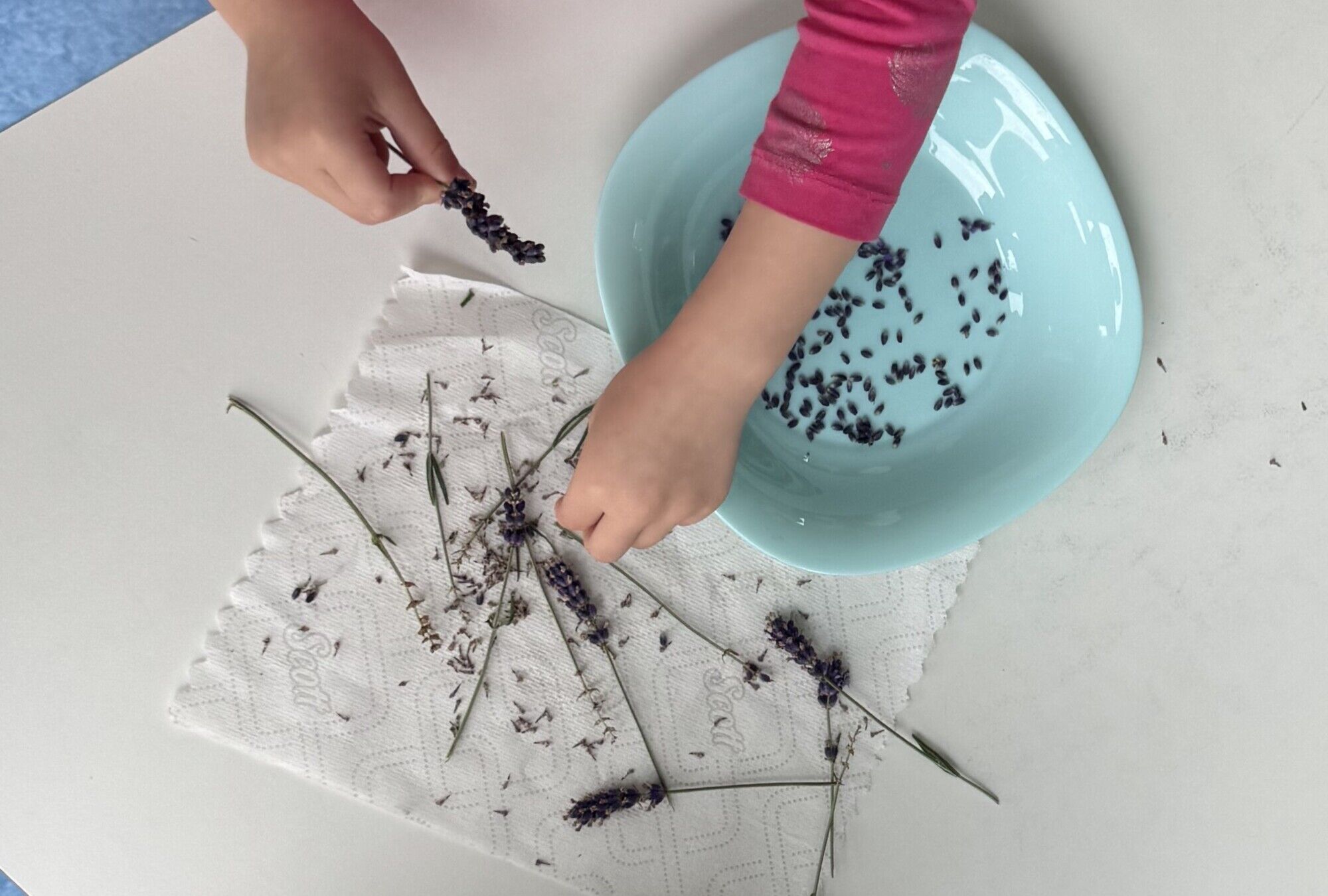 Kinderh&auml;nde die Lavendelbl&uuml;ten vom St&auml;ngel zupfen