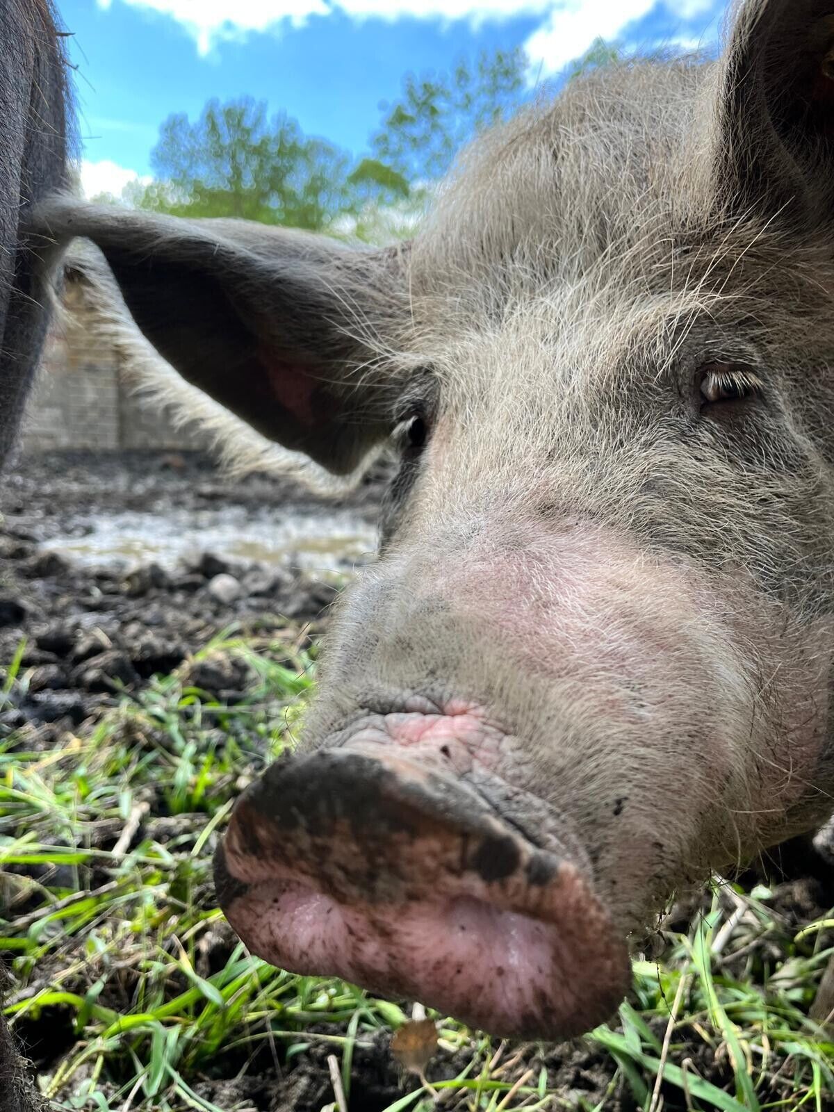 © SEB Leipzig eine braunes Schwein ist mit seiner Schnauze nah an der Kemara