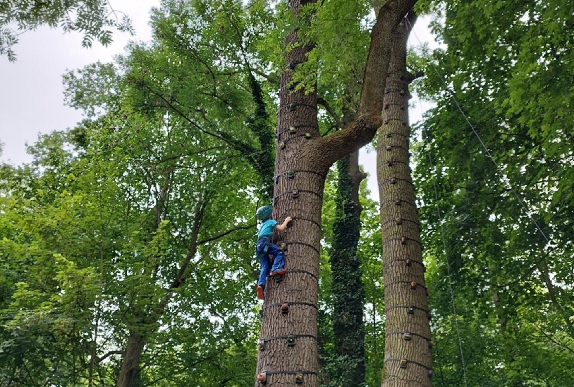 Ein Kind klettert gesichert einen riesigen Baum hoch