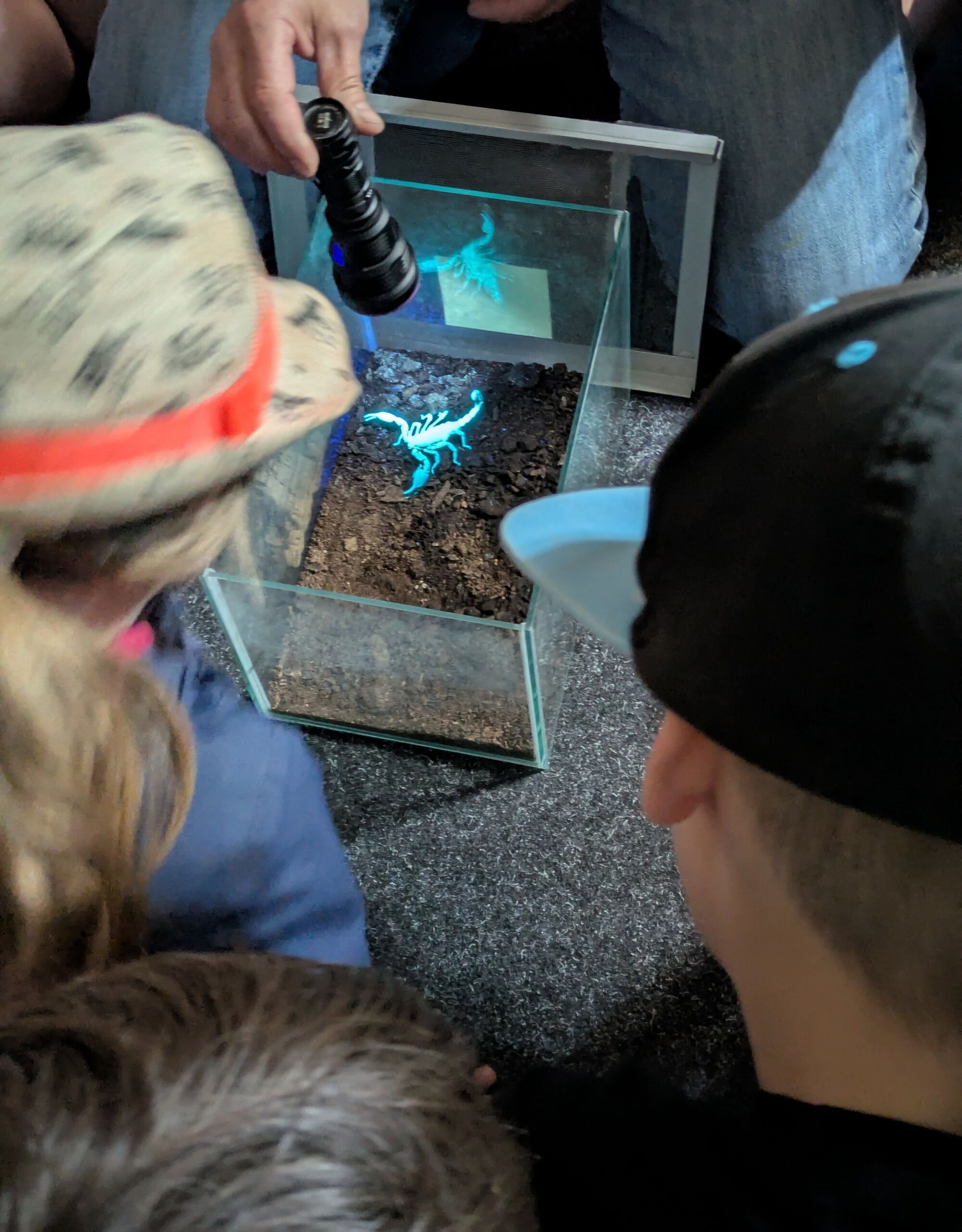 Ein Mann leuchtet mit einer Lampe auf einen Skorpion im Terrarium