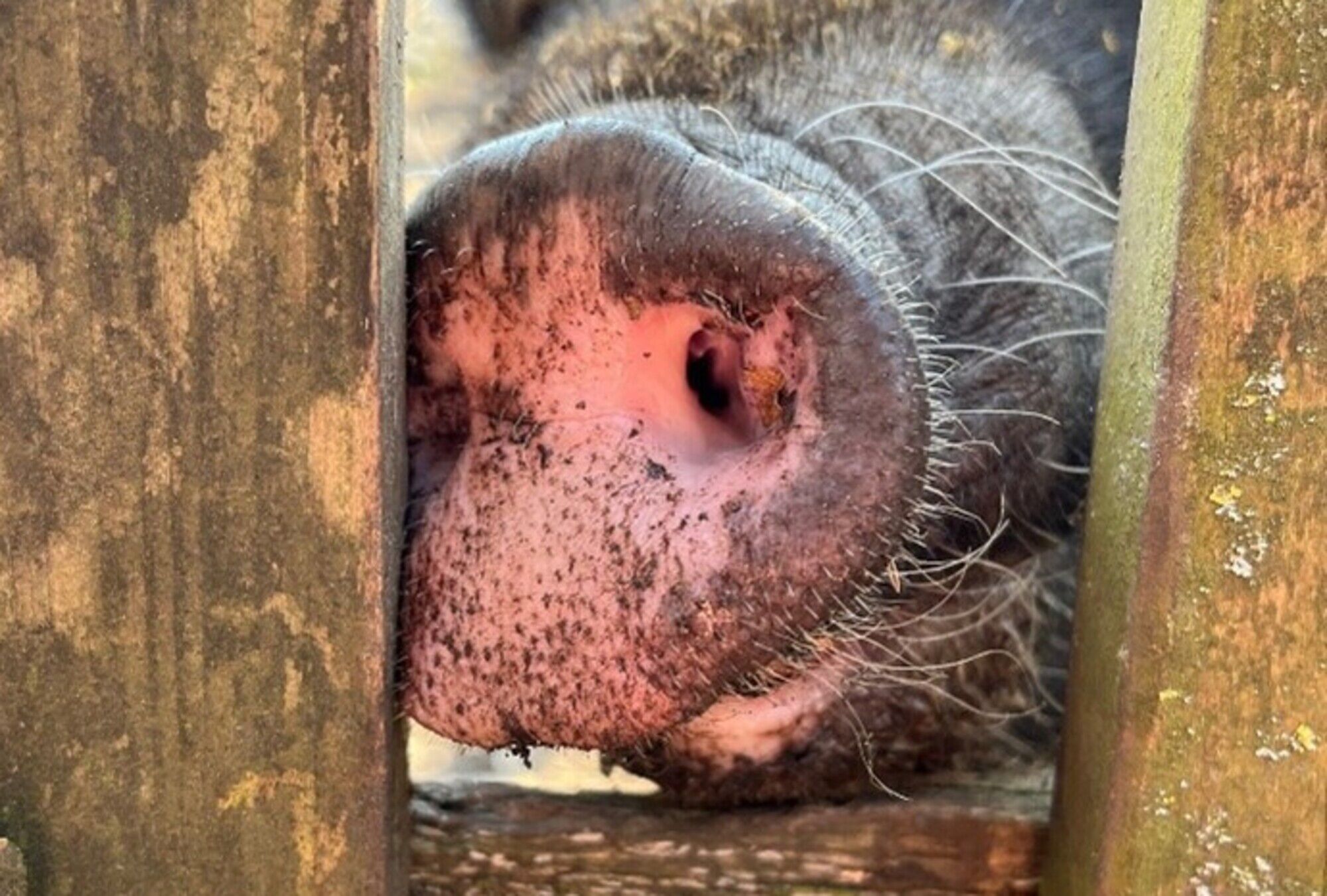 Eine Schweinenase direkt zwischen zwei Zaunlatten