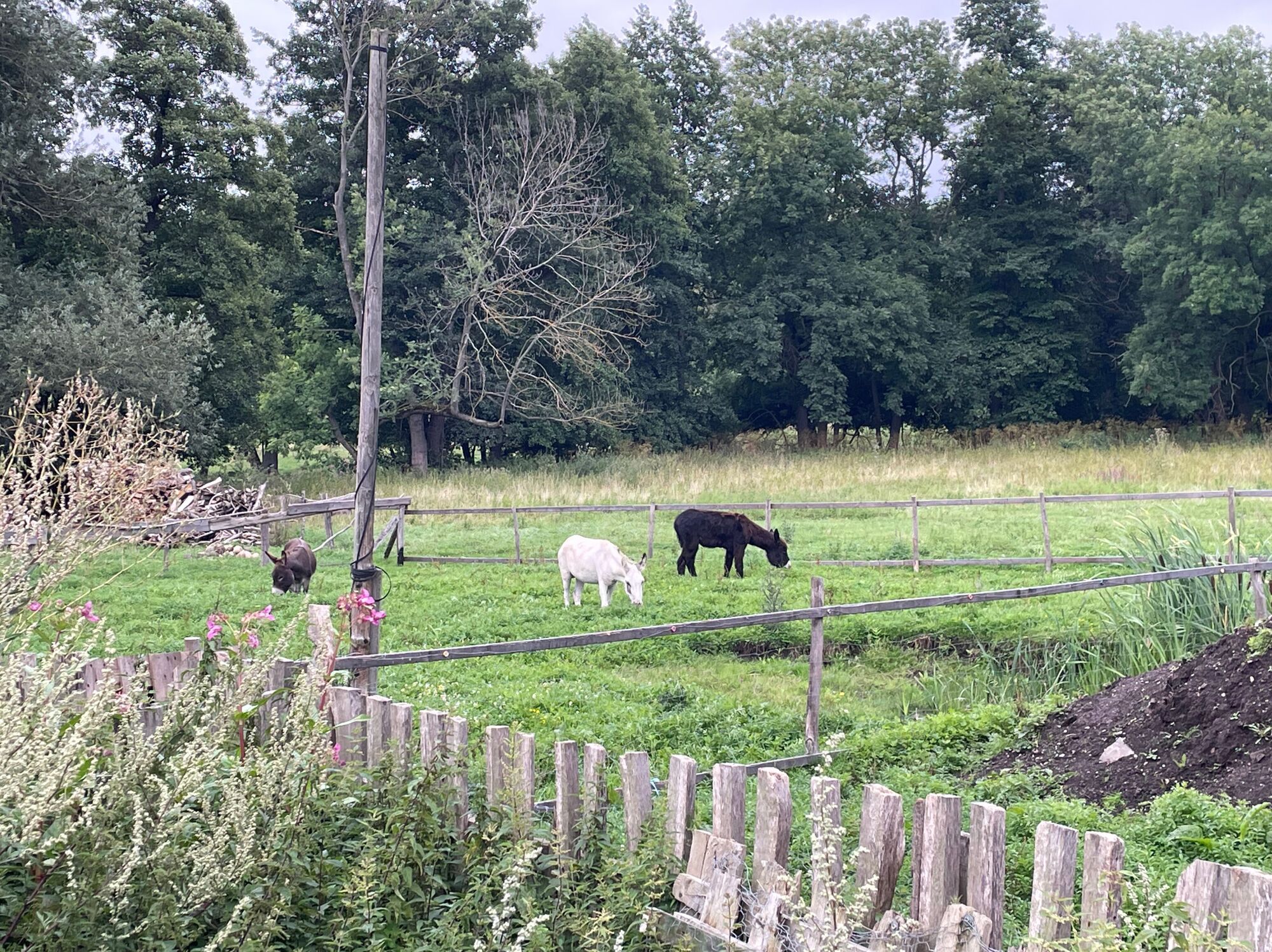 © SEB Leipzig drei Esel stehen auf einer eingezäunten Koppel