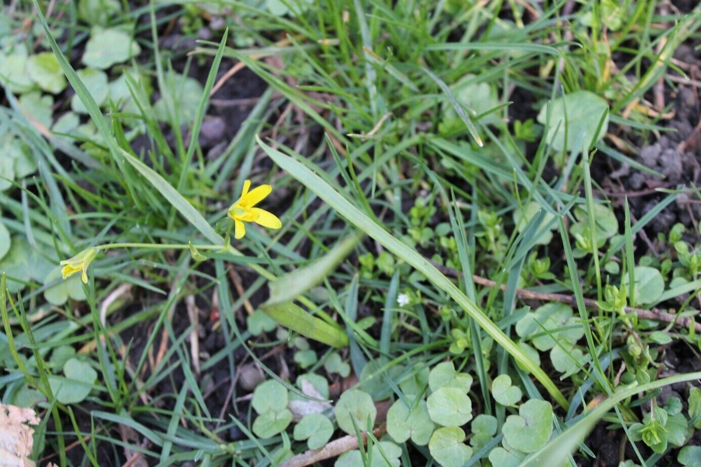 Eine Nahaufnahme einer Wiese mit einer gelben Bl&uuml;te