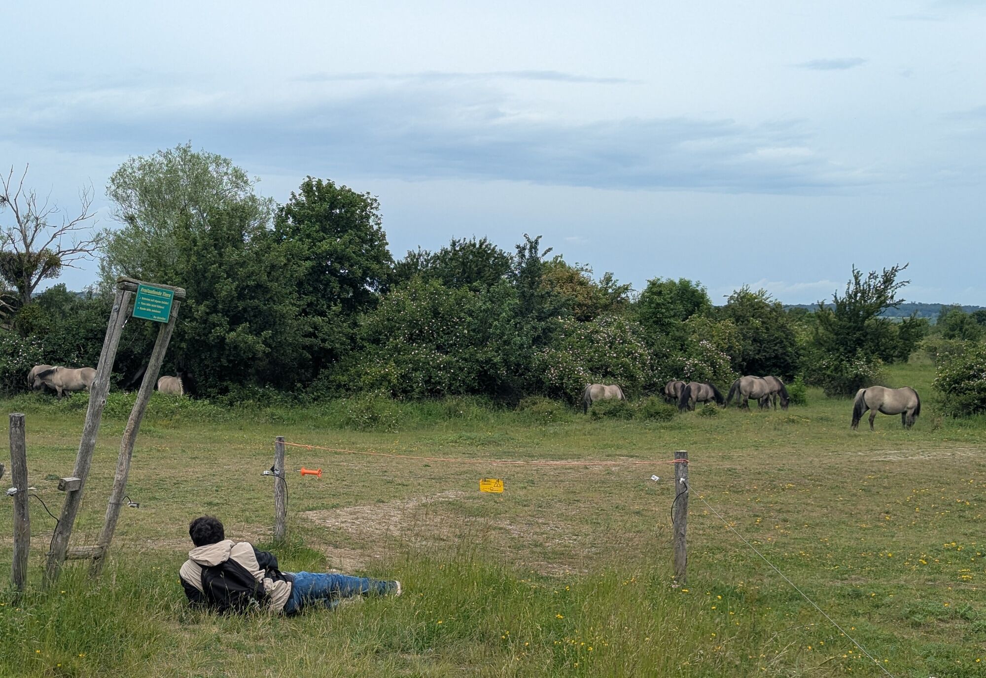 Ein Mensch liegt auf einer Wiese und beobachtet Pferde.