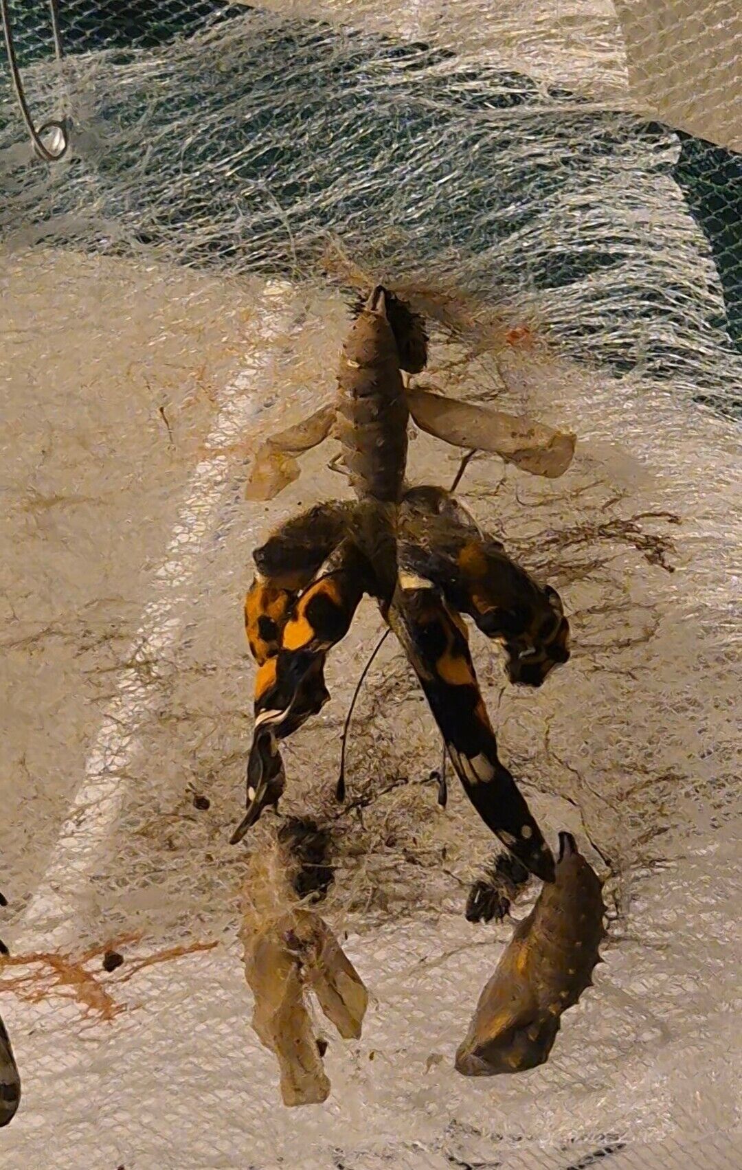 Aus den Puppen sind Teile von Schmetterlingsfl&uuml;geln zu sehen