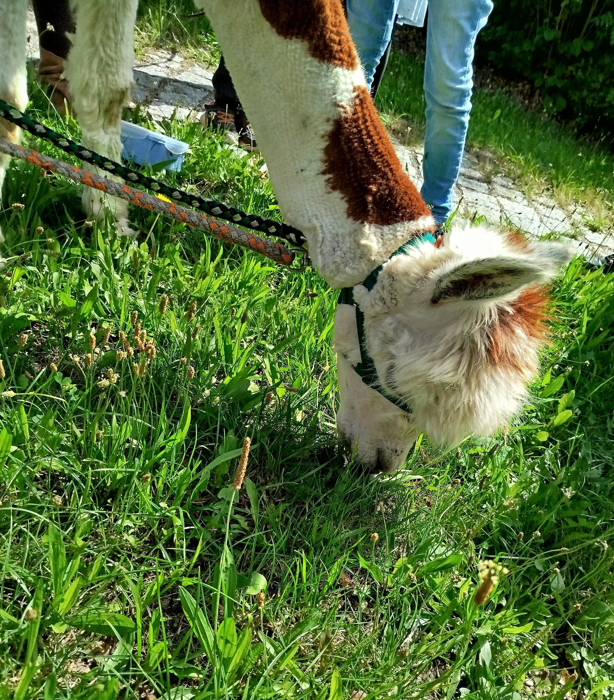 Ein Alpaka frisst Gras