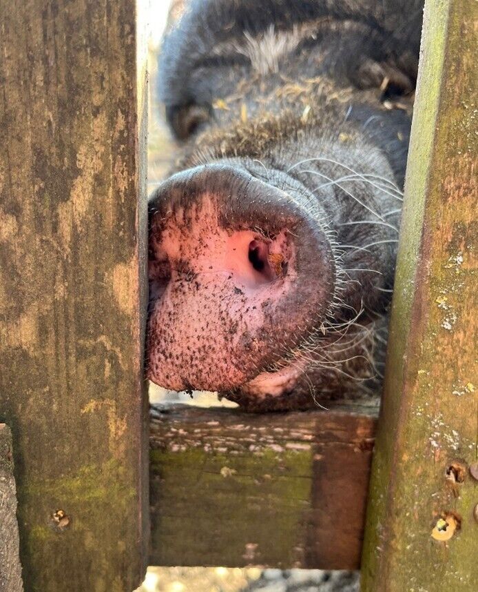Die Nase eines Schweins zwischen zwei Zaunfeldern