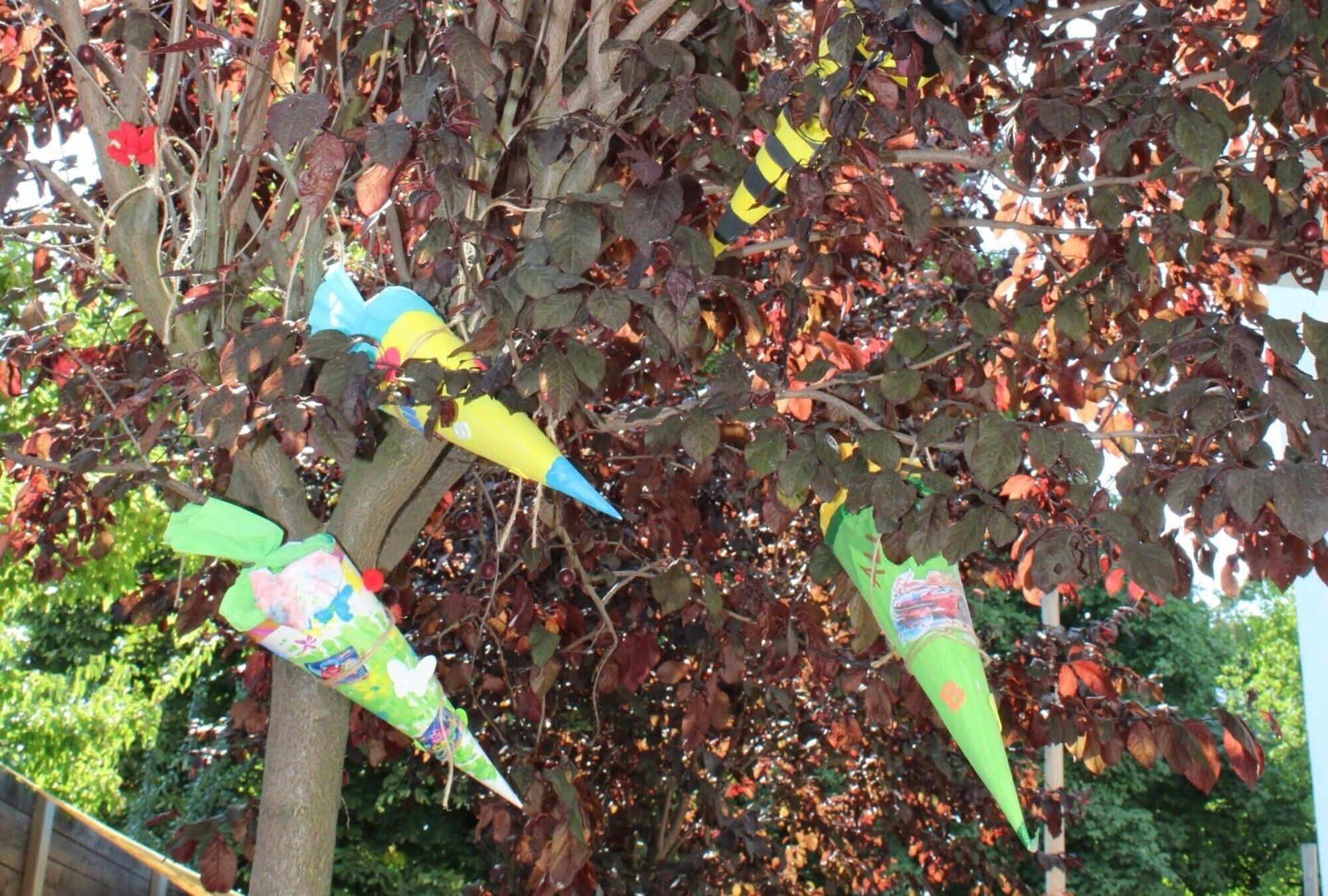 Zuckert&uuml;ten h&auml;ngen im Baum