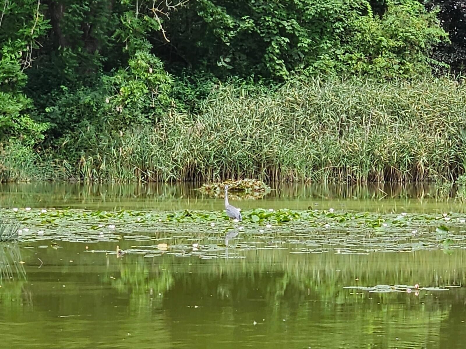 © SEB Leipzig Ein Reher steht im Wasser