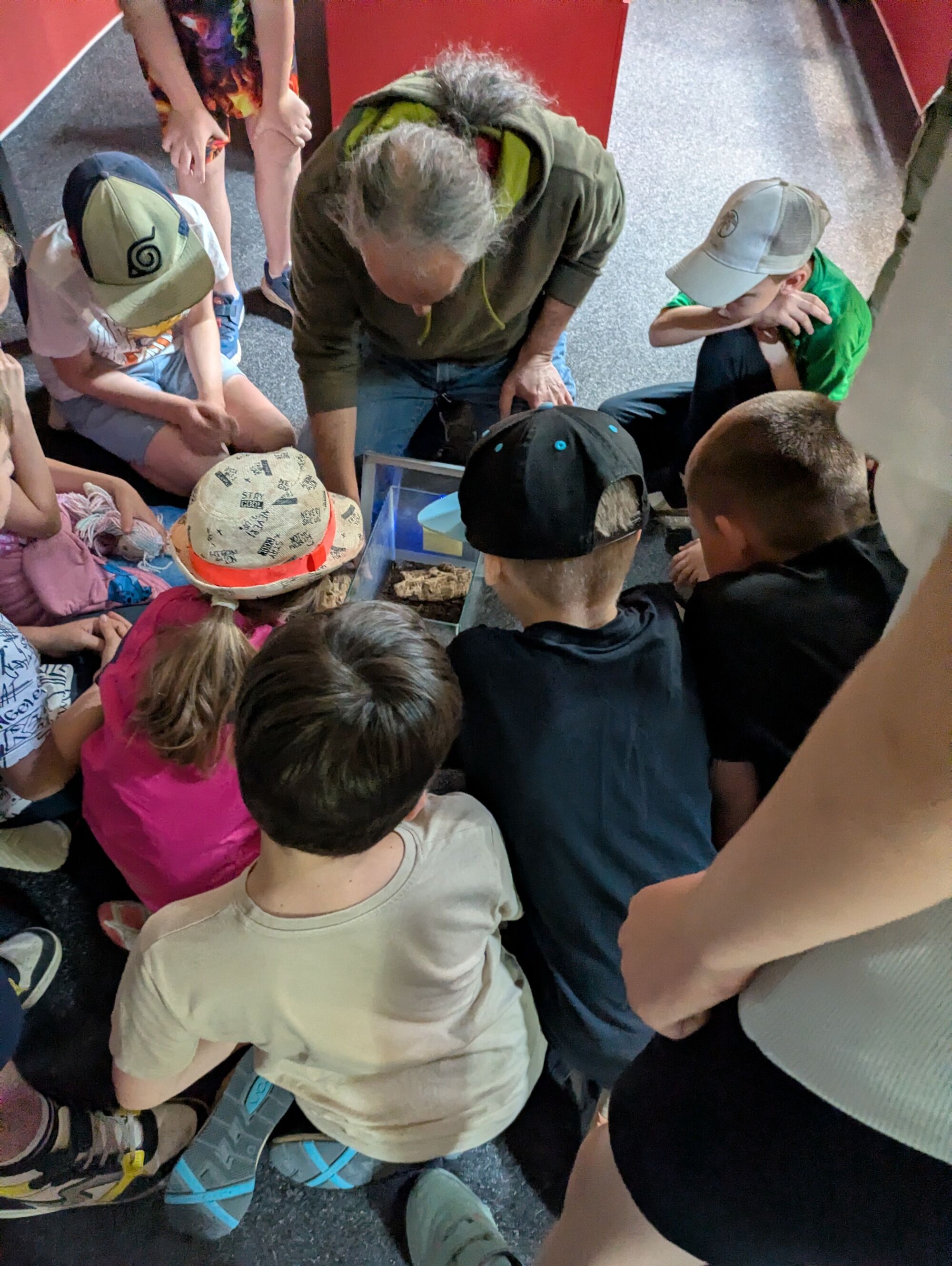 Kinder sitze um ein kleiner Glasterrarium und schauen hinein