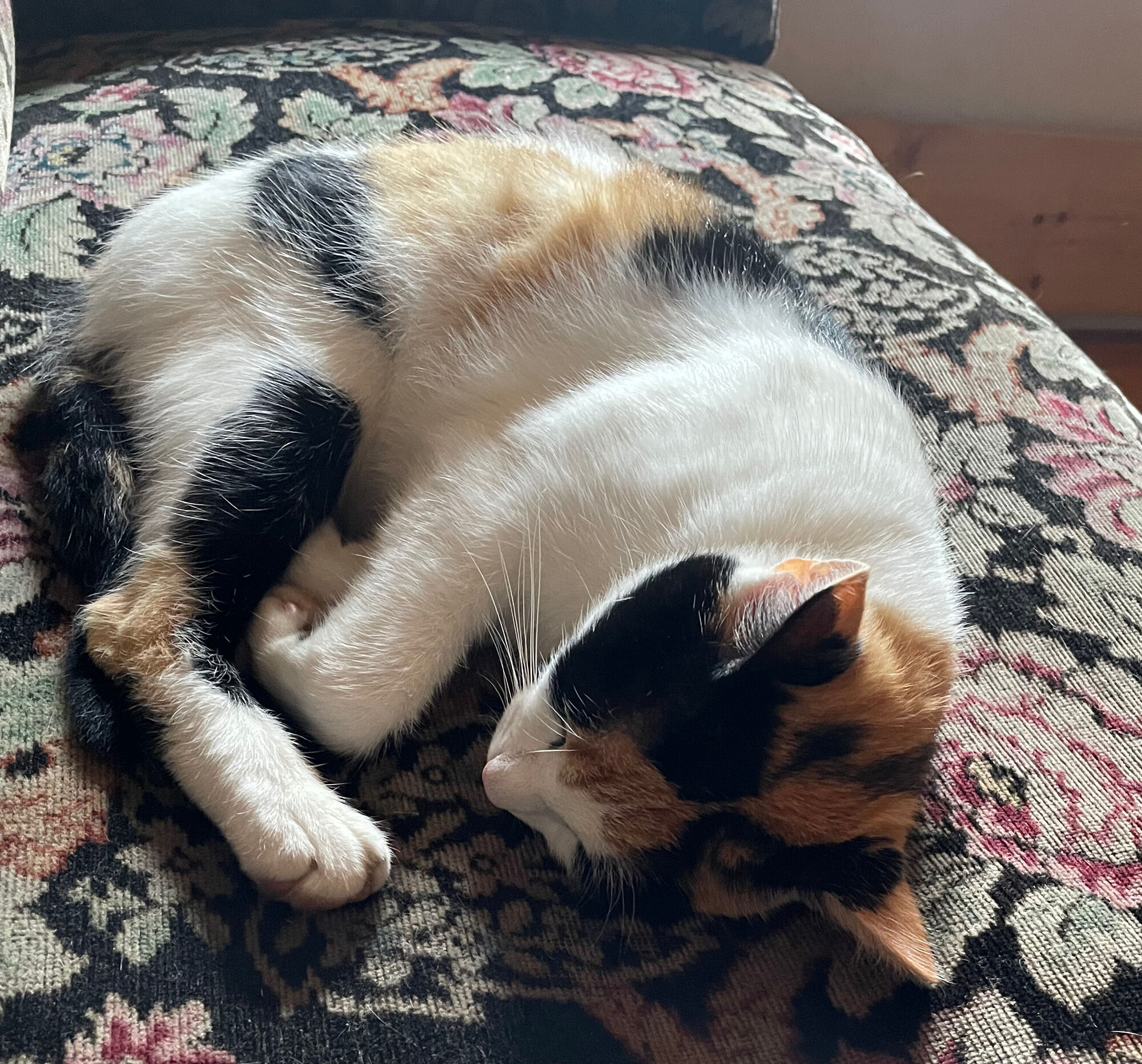 © SEB Leipzig eine bunte Katze liegt eingerollt auf einer Decke