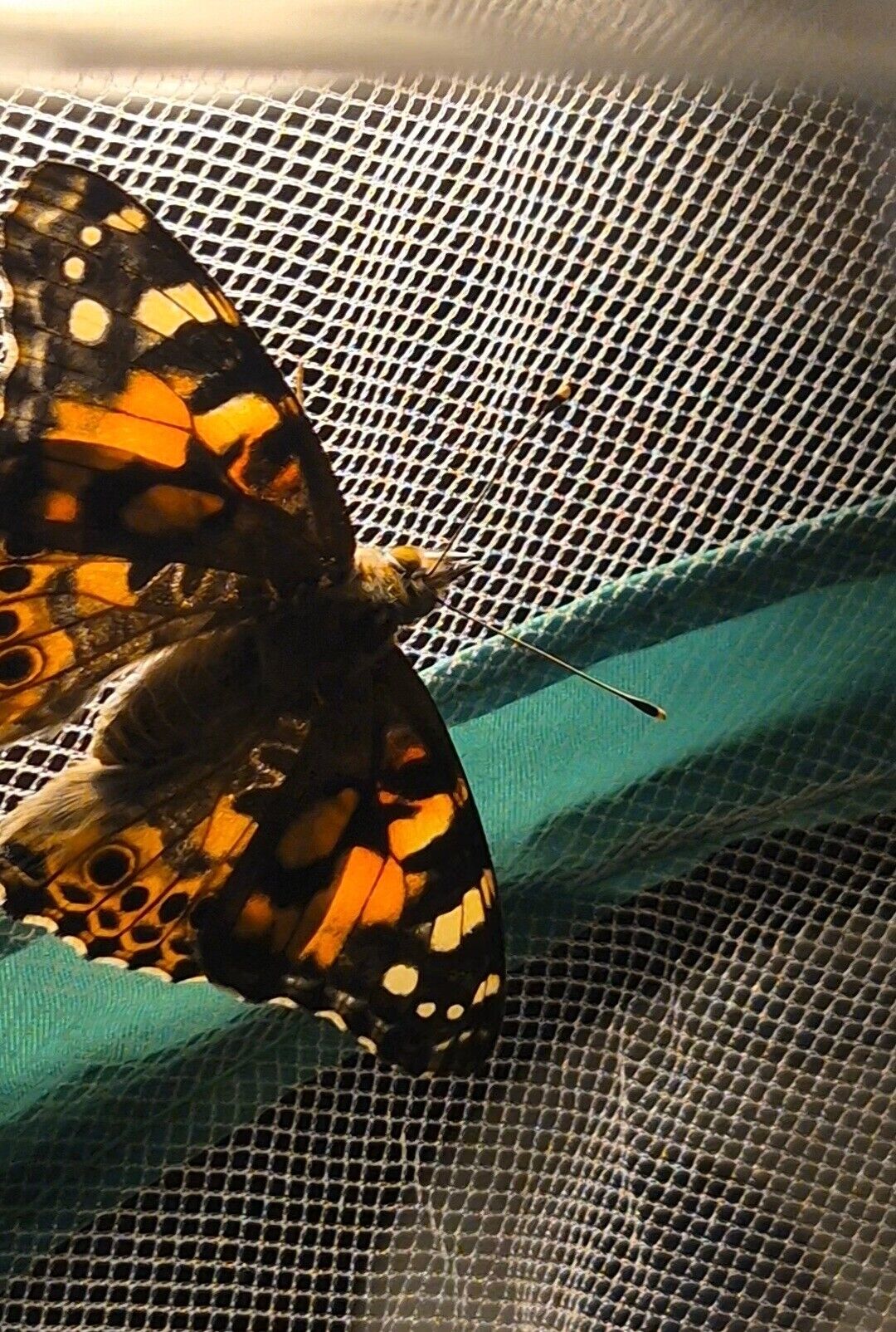 Ein Schmetterling als Nahaufnahme