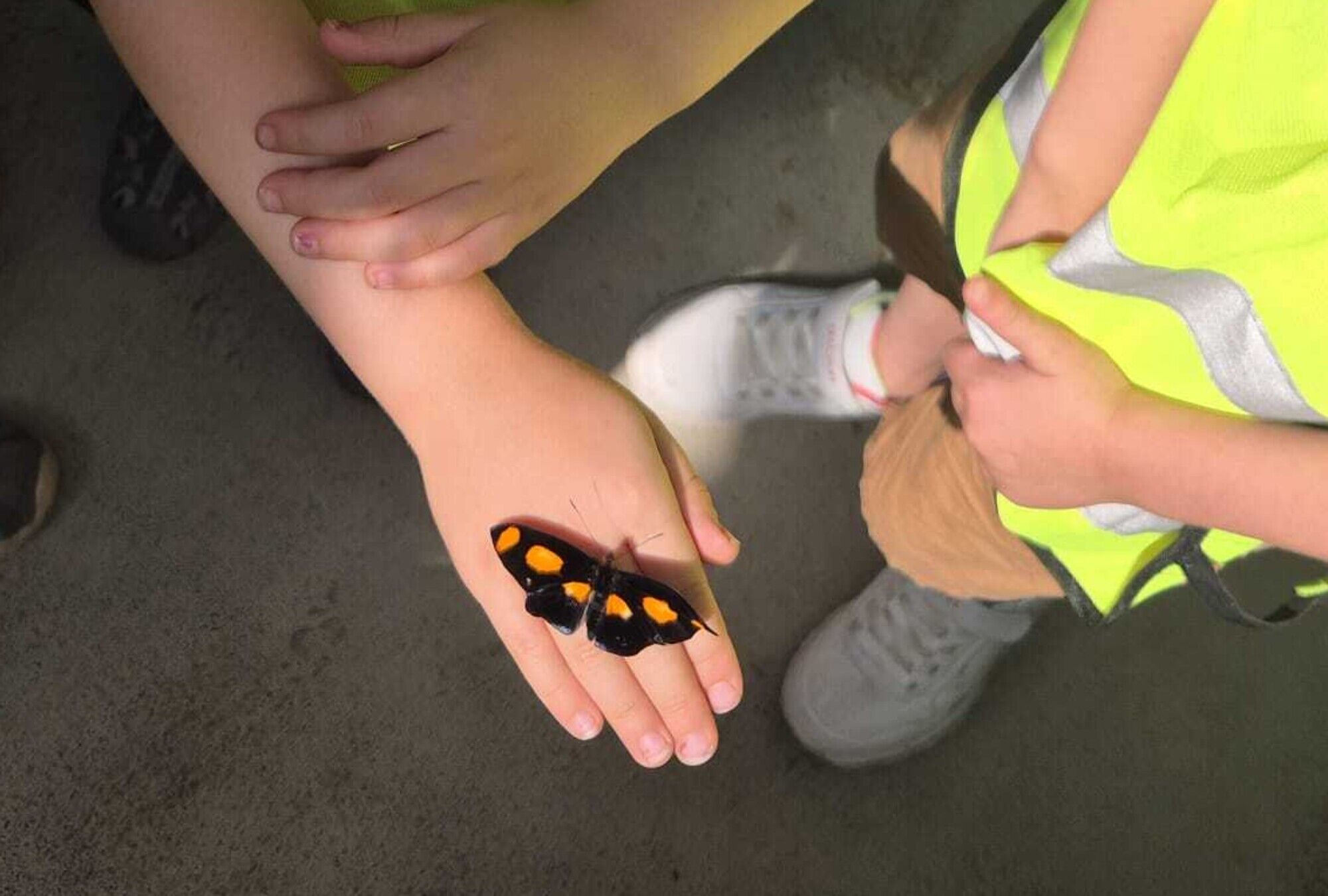 Eine Kinderhand mit einem schwarz-orangefarbenen Schmetterling darauf