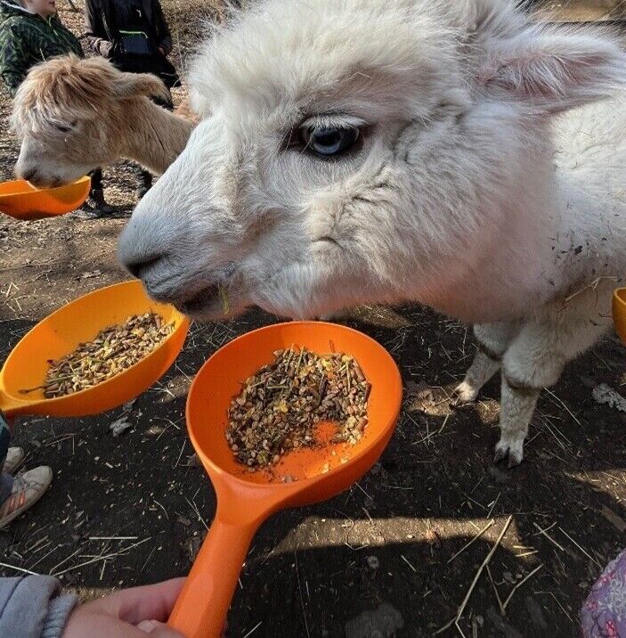 Alpakas werden gef&uuml;ttert