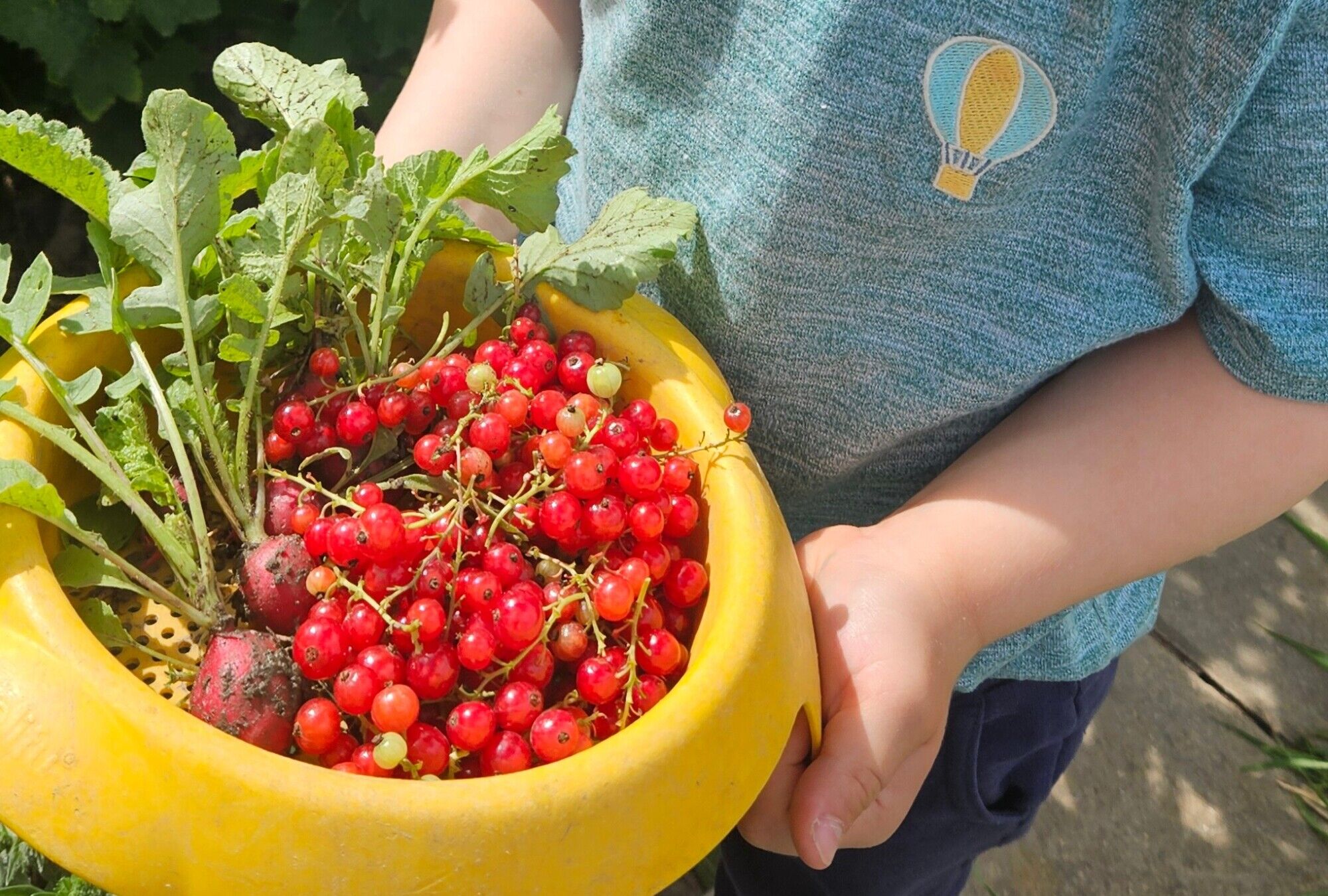 ein Junge h&auml;lt ein Sieb mit geernteten Radieschen und Johannisbeeren