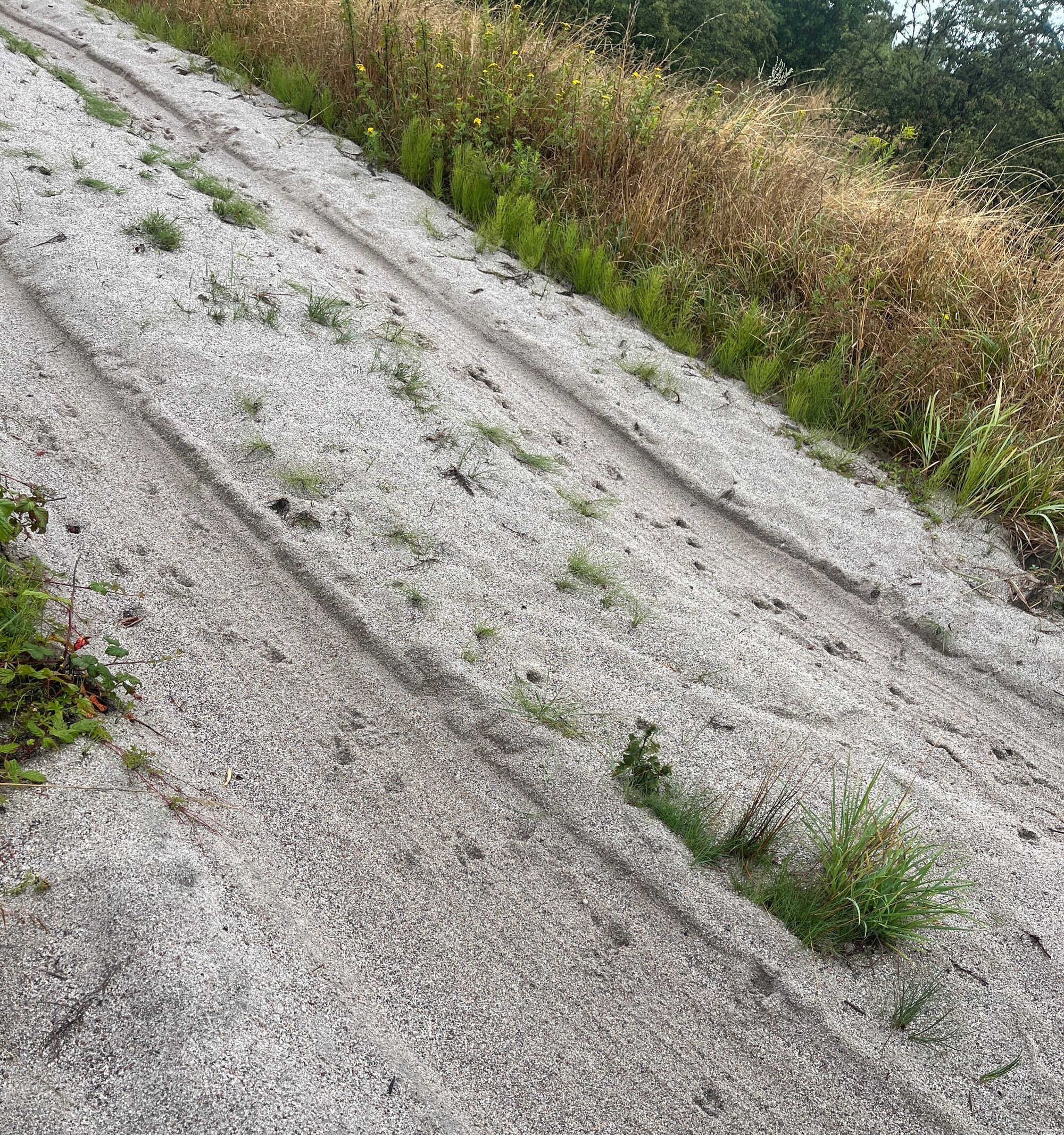© SEB Leipzig Fußspuren von Rehen im Sand