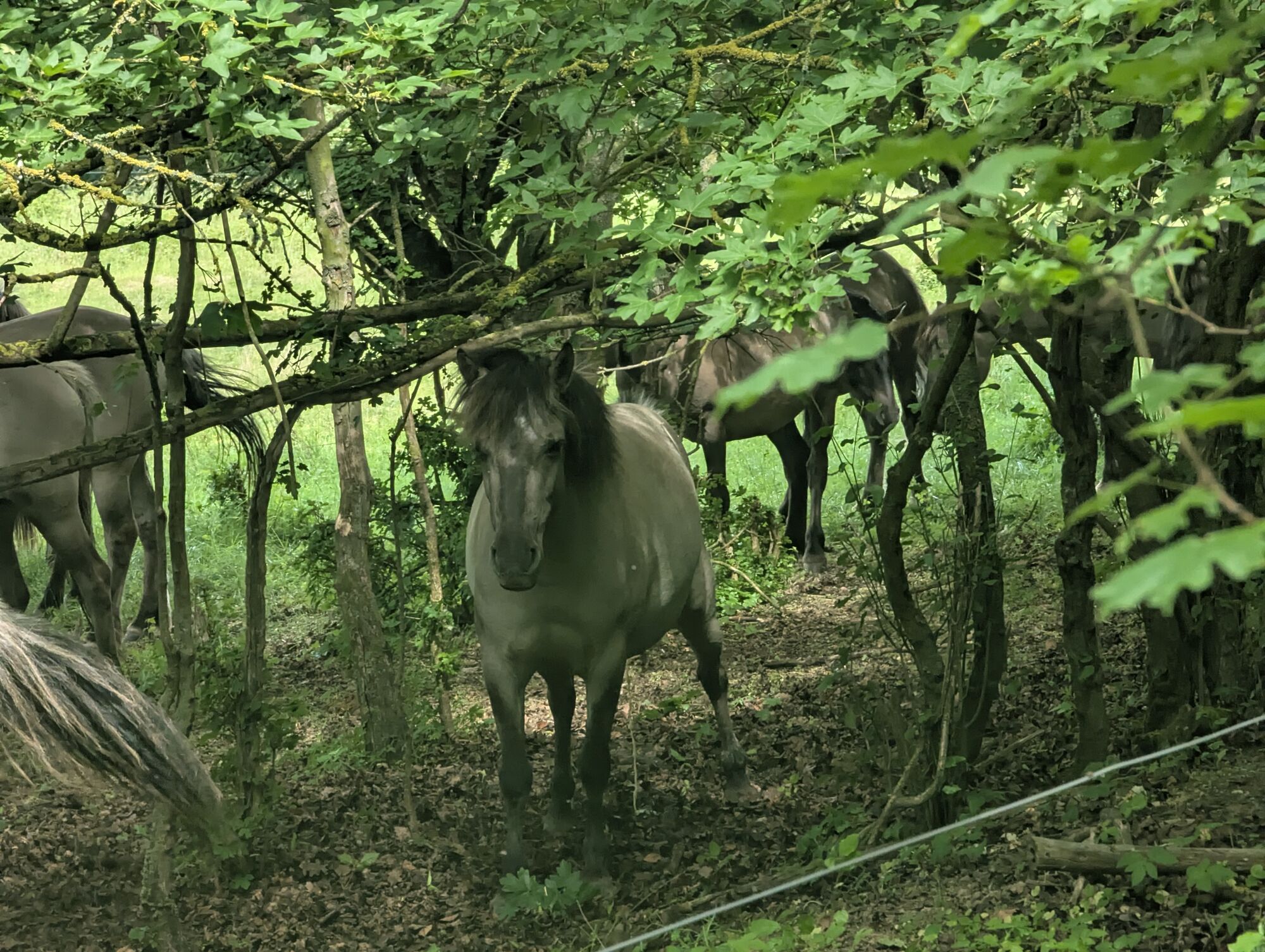 Wildpferde zwischen B&auml;umen